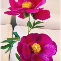 シャクヤク,芍薬,赤い花,大きな花,赤紫の花の画像