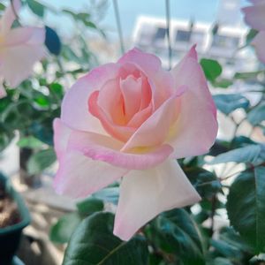 バラ,バラ　ニンファ,バラを楽しむ,ベランダの画像