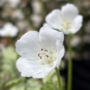 鉢植え,花壇,ガーデニング,GS初心者！,2026スタートの画像