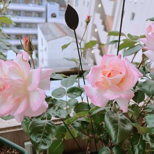 バラ,バラ　ニンファ,バラを楽しむ,ベランダの画像