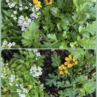 アグロステンマ,ビデンス,ワトソニア,サポナリア,楽しみ〜の画像