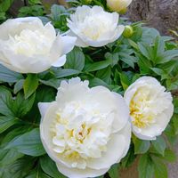 アマリリス,シャクヤク,花のある暮らし,平和を願う,しぞーか勢の画像