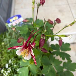 オダマキ,植物のある暮らし,野菜の苗,お花を楽しむ,オダマキキリガミ レッドアンドホワイトの画像