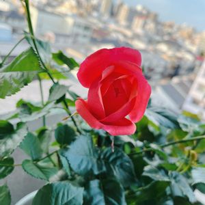 バラ,バラ パウルクレー,バラを楽しむ,ベランダの画像