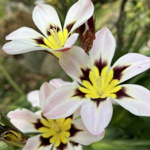 スパラキシス,お庭,スイセンアヤメの画像