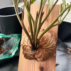 ビカクシダ,ビカクシダ リドレイ,室内管理の画像