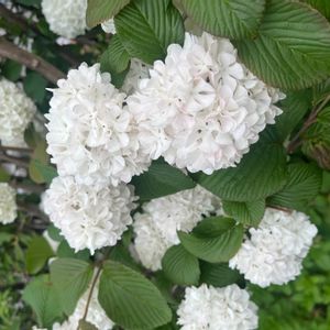 オオデマリ,オオデマリ,お出かけ先の画像