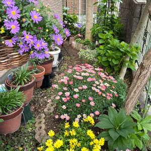 クレマチス,ユリオプスデージー,ロウバイ,オステオスペルマム,ピェール・ドゥ・ロンサールの画像