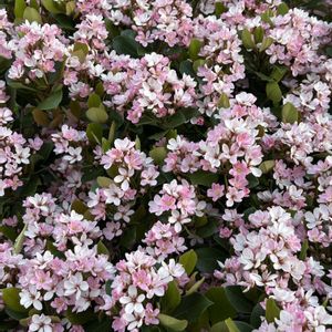 ベニバナシャリンバイ,お散歩,親水公園,お出かけ先の画像