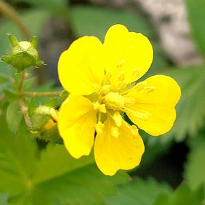 キジムシロ,キジムシロ（雉筵）,グランドカバー,山野草,黄色の花の画像