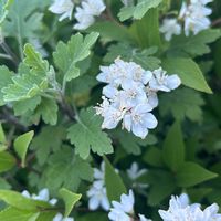 ヒメウツギの画像