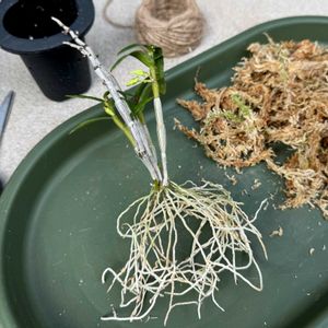 セッコク,セッコク,石斛(セッコク),セッコク白鷺,いい香りの画像