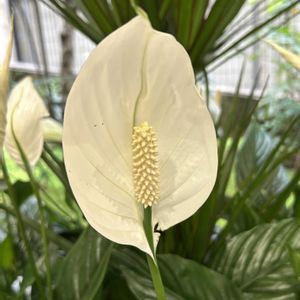 スパティヒィラム,千葉散策,お出かけ先の画像