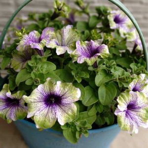 球根のお花いろいろ,マーガレットスマッシュ,マーガレットスマッシュ,ペチュニア　アマゾナス　プラムコカトゥー,ペチュニア　アマゾナス　プラムコカトゥーの画像