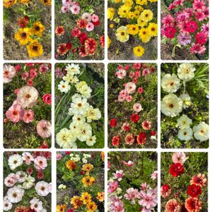 ラナンキュラス　ラックス,ナチュラルガーデン,春の庭の画像