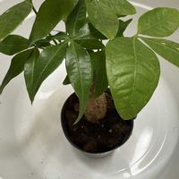 パキラ,観葉植物,ダイソー,ホームセンターの画像