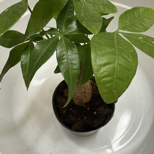 パキラ,観葉植物,ダイソー,ホームセンターの画像