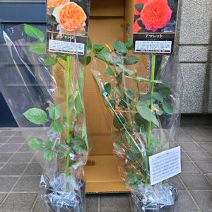 バラ,アメリノートン,バラ 鉢植え,バラを楽しむ,ばら バラ 薔薇の画像