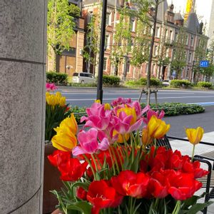 花のある暮らし,お出かけ先の画像