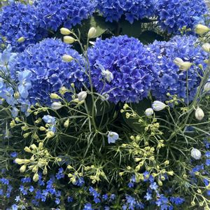 サントリーサフィニアラベンダーレース,冬越し,GSの皆様に感謝,JR大阪駅周辺,GSで元気もらってますの画像