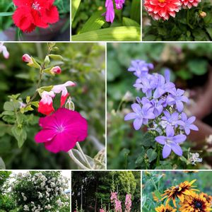 カーネーション,シラン,スイセンノウ,スイセンノウ,ダリアの画像