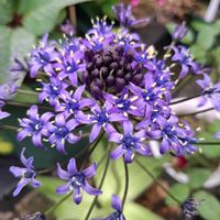 アグロステンマ,アグロステンマ,オルレア,オルレア,シラー・ペルビアナの画像