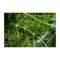 フェンネル,ハーブ,プランター,香草,セリ科の画像