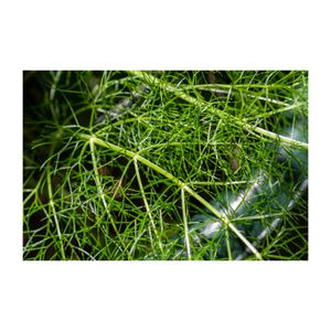 フェンネル,ハーブ,プランター,香草,セリ科の画像