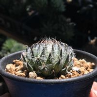 ハオルチア,ハオルチア ペクチスピナ,多肉植物,ハオルチア属,ハオルシア属     の画像