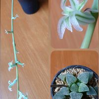 ハオルチア,繋がりに感謝✨,バラと夢CLUB,ニョロン(26日)の日,いつも心に太陽をの画像