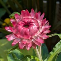 ヘリクリサム,チョコレートコスモス,꒰ღ˘◡˘ற꒱かわゅ~,花のある暮らし,屋上ガーデニングの画像