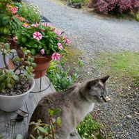 カラー,シャクヤク,スイレン,ナスタチウム,ペチュニアの画像