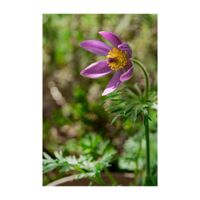 西洋オキナグサ,セイヨウオキナグサ,山野草,プランター,キンポウゲ科の画像