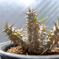 ユーフォルビア・ゴットレベイ,多肉植物,ユーフォルビア,植物のある暮らし,ビザールプランツの画像