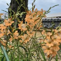 オモダカ,ツツジ,トリトニア,モミジ,ミヤマホタルカズラの画像