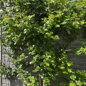 バラ,ジャスミーナ,植中毒,ばら バラ 薔薇,GS映えの画像