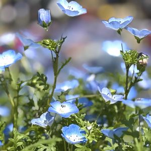 ネモフィラ,筍(たけのこ),マイガーデン,花束,つぼみの画像