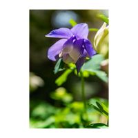 ミヤマオダマキ,深山オダマキ,山野草,プランター,白い花の画像