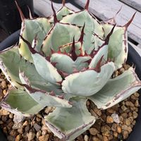 ハオルチア,多肉植物,ユーフォルビア,agave,アロエ属の画像