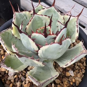 ハオルチア,多肉植物,ユーフォルビア,agave,アロエ属の画像