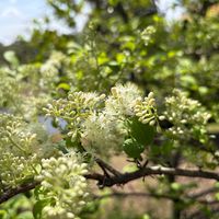 アオダモの画像