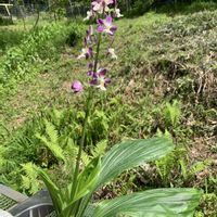 エビネ,アスパラガス,タケノコ,キンリョウヘン(金稜辺),コオズエビネの画像