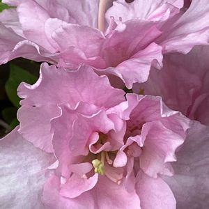 アザレア,鉢植え,玄関の画像