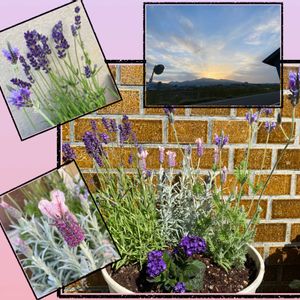 レースラベンダー,ラベンダー･プリンセスゴースト,ヘリオトロープ･ブライドブルー,ラベンダー･アヴィニョン アーリーブルー,ベランダの画像