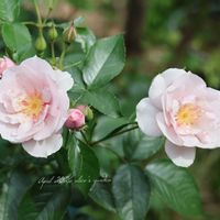 バラ,クードゥクール,鉢植え,花のある暮らし,HTCの画像