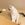 ねこ