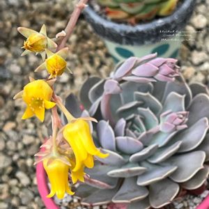 エケベリア,花うらら,彩雲,多肉の花,黄色い花の画像