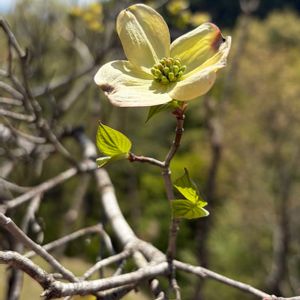 ハナミズキ,ハナミズキ,今日の花,今日のお花,種まき中毒の画像