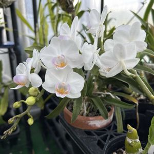 胡蝶蘭,開花,洋ラン,phalaenopsisの画像