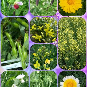 今咲いているお花,畑の画像